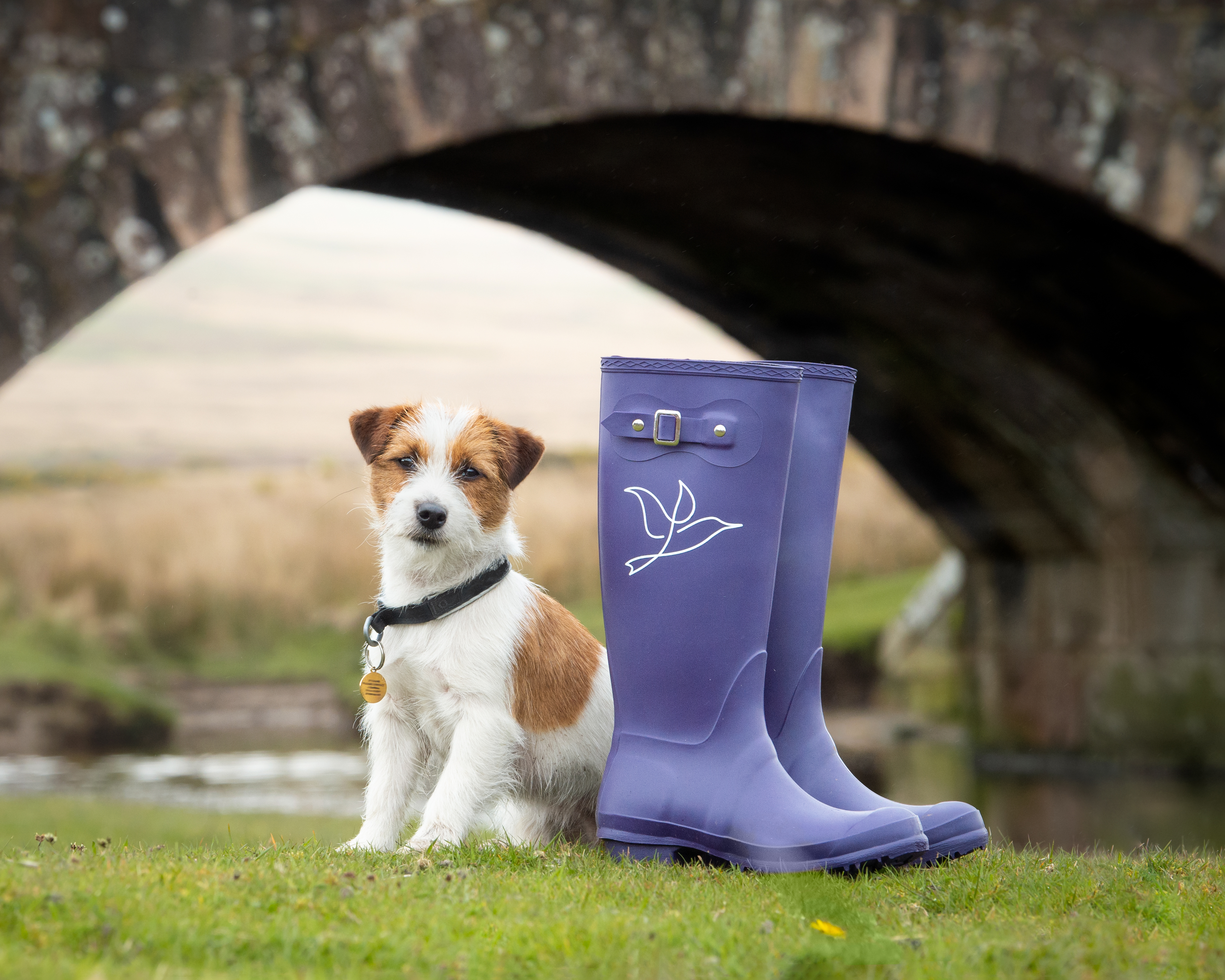 Jack russell terrier by a pair of purple wellies with the Wildanet logo